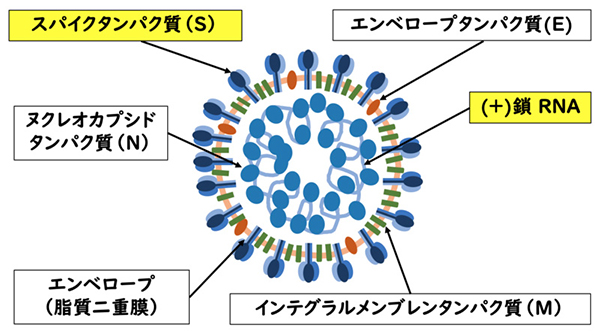 ウイルスが宿主細胞に侵入する仕組み1